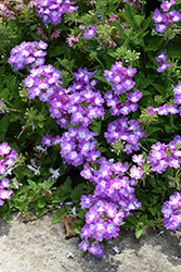 EnduraScape Purple Fizz Verbena (Verbena 'Balendurizz') at Lakeshore Garden Centres
