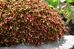 Premium Sun Ruby Heart Coleus (Solenostemon scutellarioides 'Ruby Heart') at Stonegate Gardens