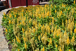 Bright Sparks Bright Yellow Celosia (Celosia 'Bright Sparks Bright Yellow') at Stonegate Gardens