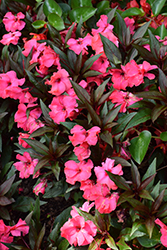MegaGuinea Pink New Guinea Impatiens (Impatiens 'MegaGuinea Pink') at Lakeshore Garden Centres