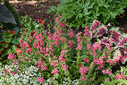 Aria Alta Red Raspberry Angelonia (Angelonia angustifolia 'Aria Alta Red Raspberry') at Lakeshore Garden Centres