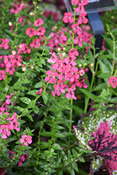 Aria Alta Red Raspberry Angelonia (Angelonia angustifolia 'Aria Alta Red Raspberry') at Lakeshore Garden Centres