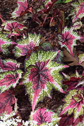 T REX St. Nick Begonia (Begonia 'St. Nick') at Lakeshore Garden Centres