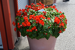 Dreams Garden MacaRouge Begonia (Begonia 'Macarouge') at Lakeshore Garden Centres