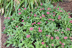 Glitterati Red Star Star Flower (Pentas lanceolata 'PAS1171780') at Lakeshore Garden Centres
