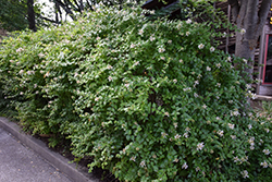 Chinese Abelia (Abelia chinensis) at A Very Successful Garden Center