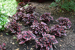 Jurassic Dino Black Tie Begonia (Begonia 'Jurassic Dino Black Tie') at Lakeshore Garden Centres