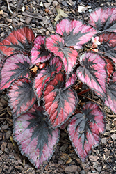 Jurassic Dino Black Tie Begonia (Begonia 'Jurassic Dino Black Tie') at Lakeshore Garden Centres