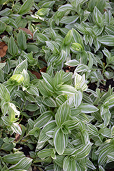Sanna Spiderwort (Tradescantia 'Sanna') at Lakeshore Garden Centres