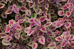Great Falls Rose Gold Coleus (Solenostemon scutellarioides 'Rose Gold') at Lakeshore Garden Centres