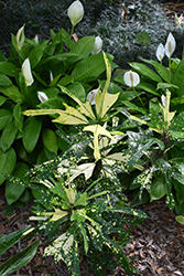 Arrowhead Variegated Croton (Codiaeum variegatum 'Arrowhead') at Stonegate Gardens