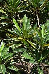 Robert Lavalois Variegated Croton (Codiaeum variegatum 'Robert Lavalois') at Stonegate Gardens