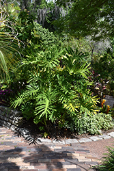 Hope Philodendron (Philodendron 'Hope') at Stonegate Gardens