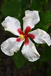 White Wings Hibiscus (Hibiscus rosa-sinensis 'White Wings') at Stonegate Gardens