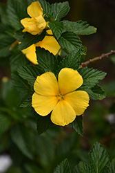 Yellow Alder (Turnera ulmifolia) at Stonegate Gardens