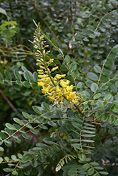 Yellow Necklacepod (Sophora tomentosa var. truncata) at Stonegate Gardens