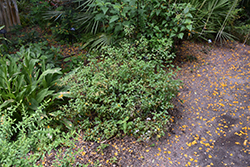 Scorpion's Tail (Heliotropium angiospermum) at Stonegate Gardens