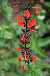 Scarlet Sage (Salvia coccinea) at Stonegate Gardens