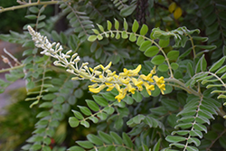 Yellow Necklacepod (Sophora tomentosa var. occidentalis) at Stonegate Gardens