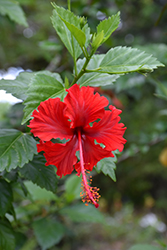 Itsy Bitsy Red Hibiscus (Hibiscus rosa-sinensis 'Itsy Bitsy Red') at Stonegate Gardens
