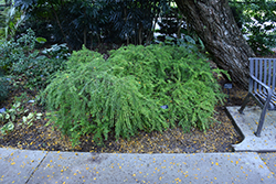 Mousetail Plant (Phyllanthus myrtifolius) at Stonegate Gardens