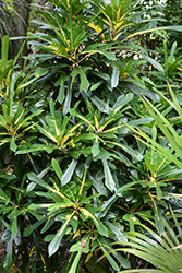 Fred Sander Variegated Croton (Codiaeum variegatum 'Fred Sander') at Stonegate Gardens