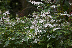 Snow Bush (Breynia disticha) at Lakeshore Garden Centres