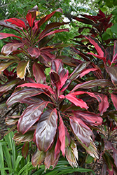 Sunset Hawaiian Ti Plant (Cordyline fruticosa 'Sunset') at Stonegate Gardens