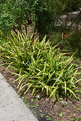 Gold Stripe Flax Lily (Dianella tasmanica 'Gold Stripe') at Stonegate Gardens
