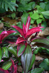 Ruby Hawaiian Ti Plant (Cordyline fruticosa 'Ruby') at Stonegate Gardens