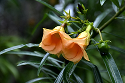 Orange Flowered Oleander (Thevetia peruviana 'Orange Form') at Stonegate Gardens