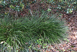 Seoulitary Man Mondo Grass (Ophiopogon japonicus 'Seoulitary Man') at Stonegate Gardens