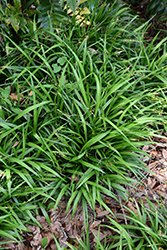 Ribbon Grass (Reineckia carnea) at Stonegate Gardens