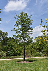 Sand Live Oak (Quercus geminata) at Stonegate Gardens