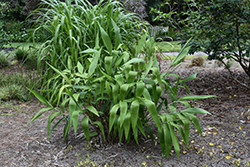 Tiger Grass (Thysanolaena latifolia) at A Very Successful Garden Center