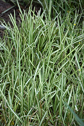 Variegated Buffalo Grass (Stenotaphrum secundatum 'Variegatum') at A Very Successful Garden Center