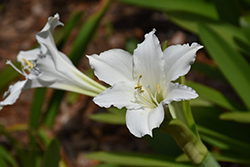 Lugard's Crinum Lily (Crinum lugardiae) at Stonegate Gardens