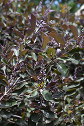 Fascination Arabian Lilac (Vitex trifolia 'Fascination') at Lakeshore Garden Centres