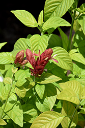 Red Pinecone Shrimp Plant (Justicia brandegeeana 'Red Pinecone') at Stonegate Gardens