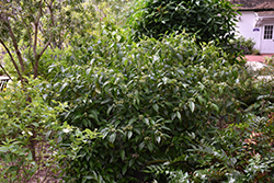 Little Psycho Wild Coffee (Psychotria nervosa 'Little Psycho') at Stonegate Gardens