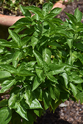 Amazel Basil Sweet Italian Basil (Ocimum basilicum 'UF16-23-2') at Stonegate Gardens