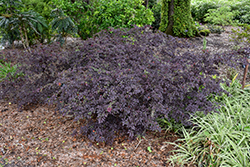 Purple Daydream Fringeflower (Loropetalum chinense 'PPI') at Stonegate Gardens