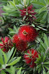 LIght Show Bottlebrush (Callistemon viminalis 'LJ23') at Lakeshore Garden Centres