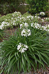 Ever White Agapanthus (Agapanthus 'WP001') at A Very Successful Garden Center