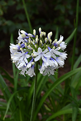Ever Twilight Agapanthus (Agapanthus 'MDP001') at A Very Successful Garden Center