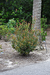 Redbird Indian Hawthorn (Rhaphiolepis indica 'sPg-3-003') at Stonegate Gardens