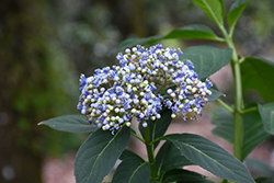 Blue Evergreen Hydrangea (Dichroa febrifuga) at Lakeshore Garden Centres