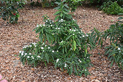 Yamaguchi Narrow-leaf Hydrangea (Dichroa febrifuga 'Yamaguchi Narrow-leaf') at Stonegate Gardens