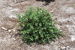 Little Ollie&reg Dwarf Olive (Olea europaea 'Montra') at Lakeshore Garden Centres