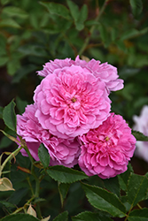 Pink Pet Rose (Rosa 'Pink Pet') at Stonegate Gardens